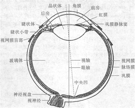 眼球形狀|眼球剖析 